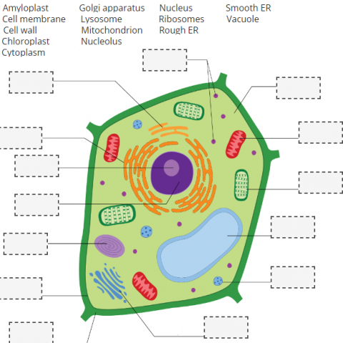 https://learnful.ca/sites/default/files/styles/large/public/up/interactive/cover-image/2023-08/Plant%20cell%20drag%20and%20drop%20image.png?itok=pTncXE7W