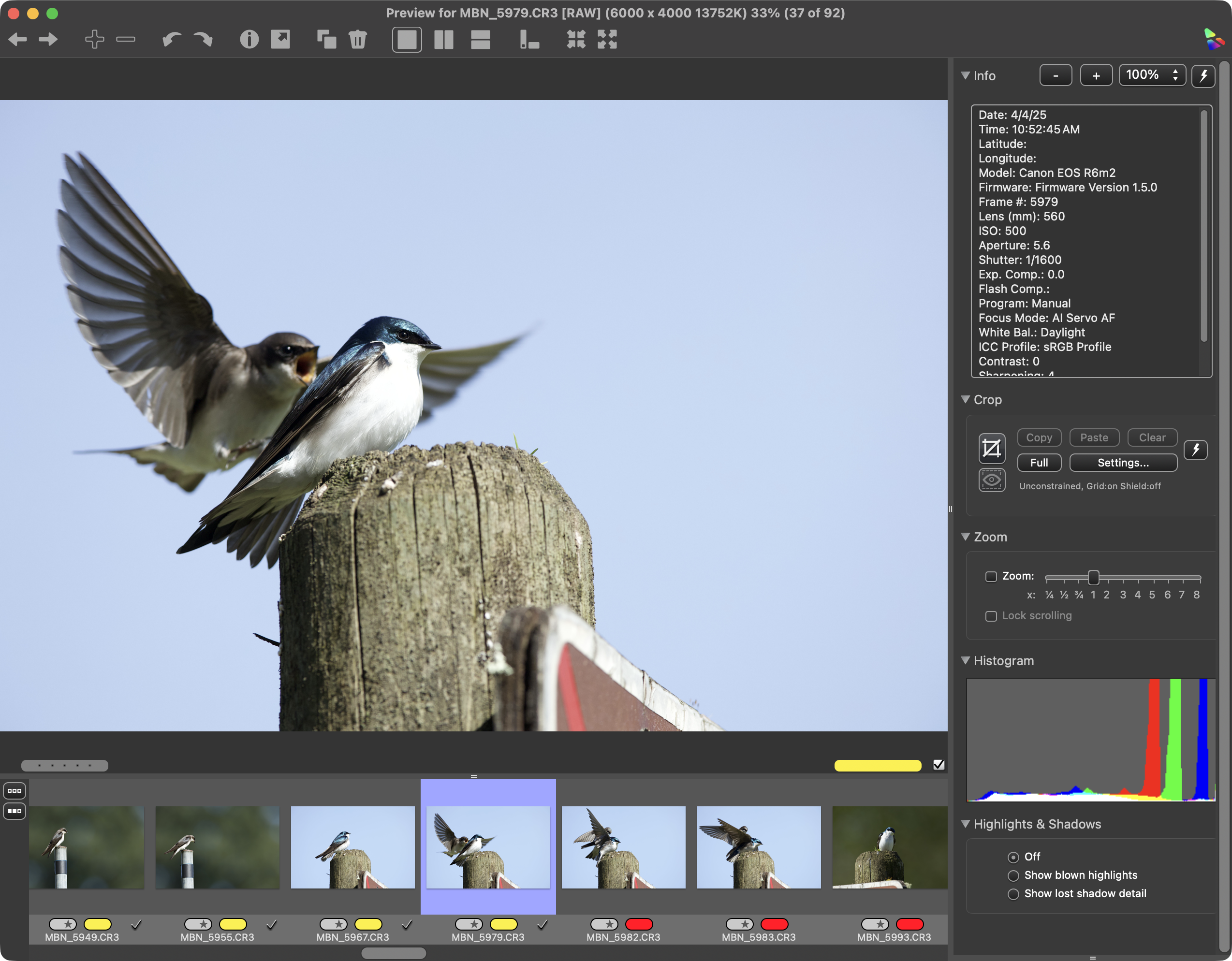 Screenshot of Photo Mechanic's Preview window, displaying a photo of two Tree Swallows