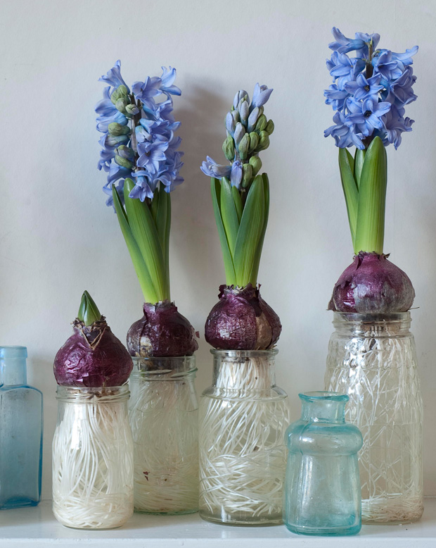 How do I grow Hyacinths inside? Garden State Bulb Co.