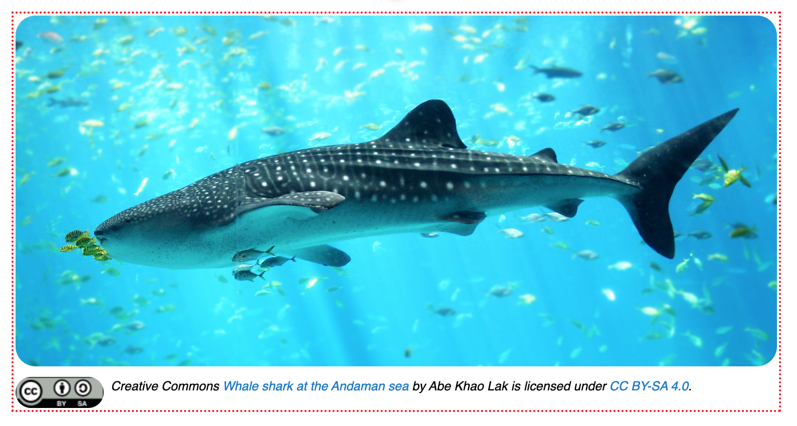 whale shark image in edit mode on the page