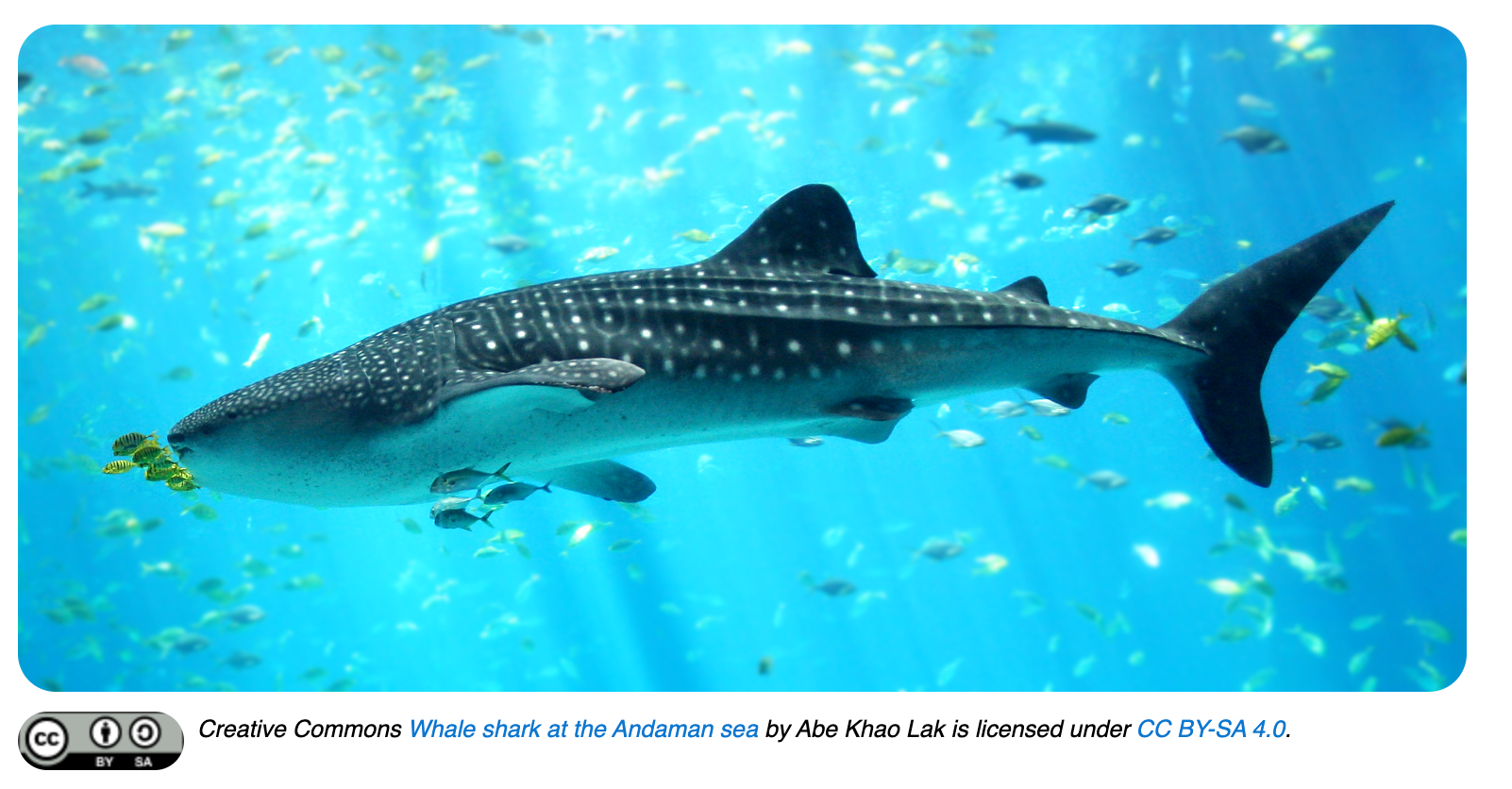preview of a published whale shark image with the citation showing.
