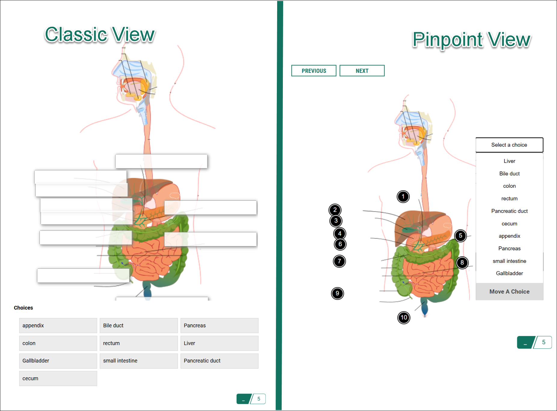 Image labeling activity: Classic view on the left, Pinpoint view on the right