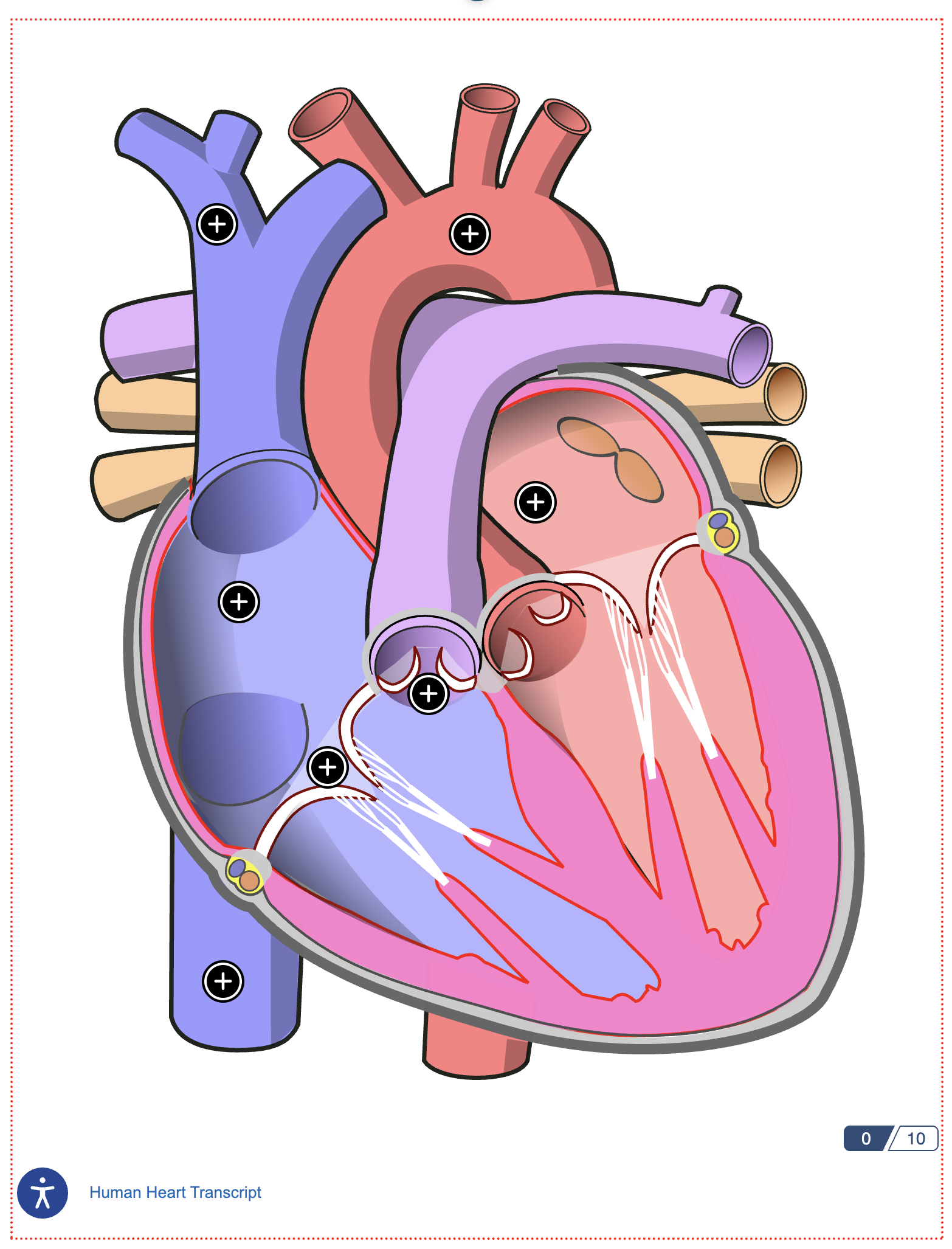 screenshot of a human heart diagram with red dotted lines around it