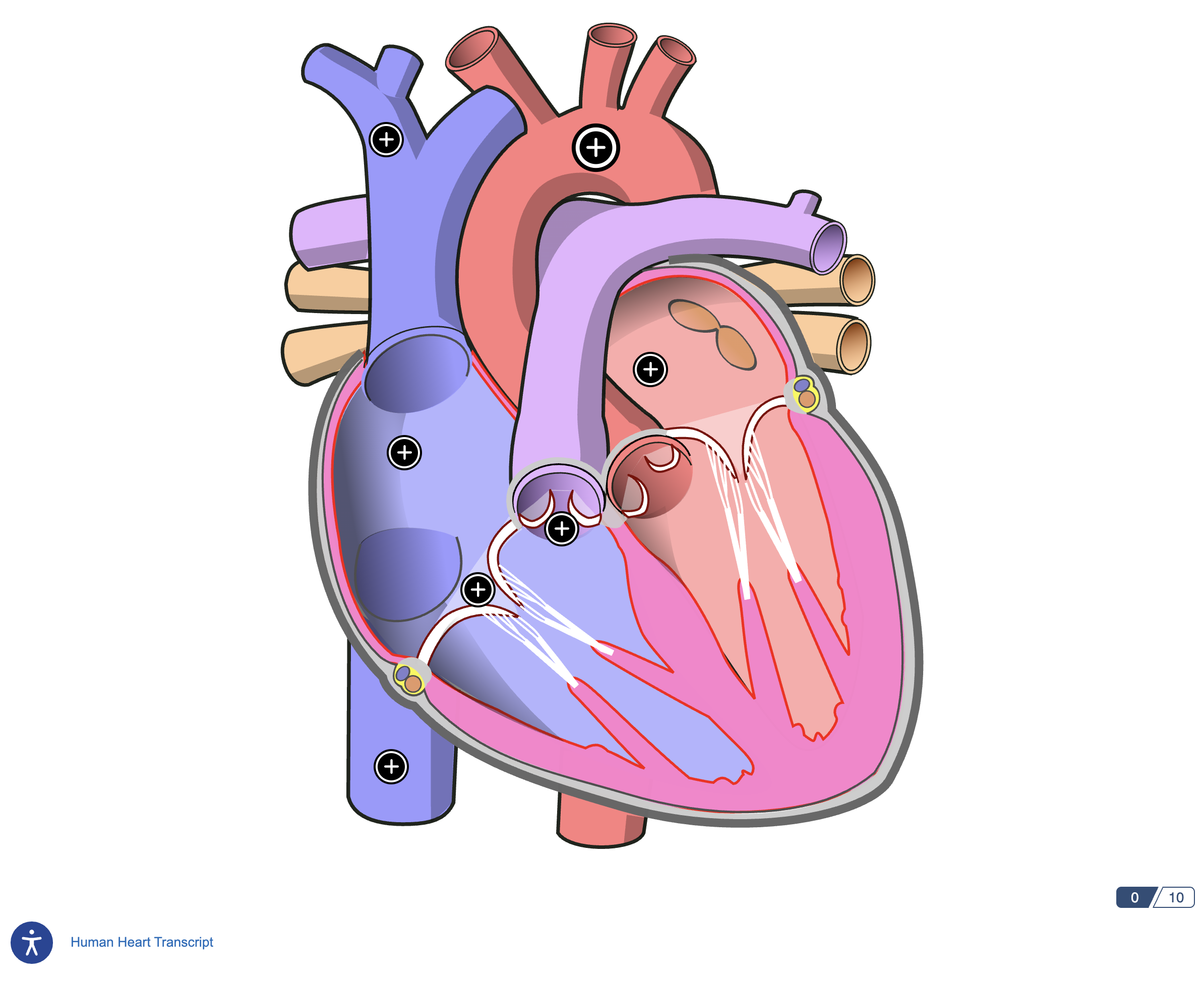 screenshot of a published human heart exercise