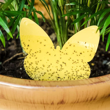 Fly indoor Fly indoor