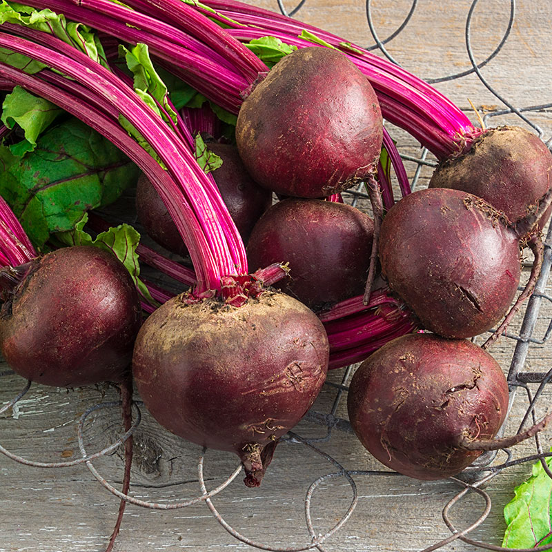 Organic Perfected Detroit Beet Sq Ft Seed Mat | Gardens Alive