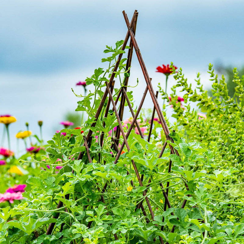 Willow Teepee Plant Support Accessories From Gardens Alive