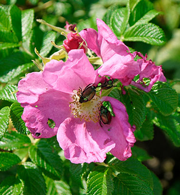 Gardens Alive - Organic Gardening, Lawn Care, and Natural Pest Solutions