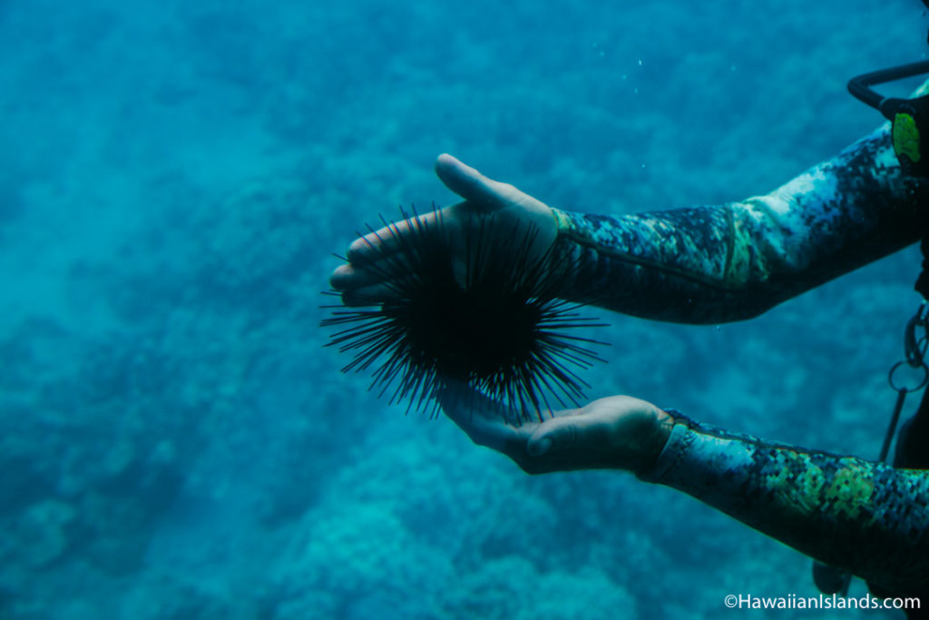 Ultimate Guide to Snorkeling in Maui - Everything You Need to Know