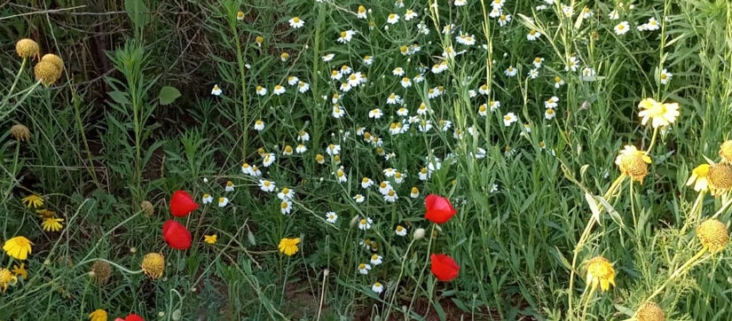 wildflowers