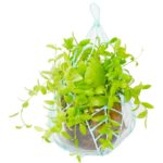 3D pen art: Hanging planter with plant in basket on white background.