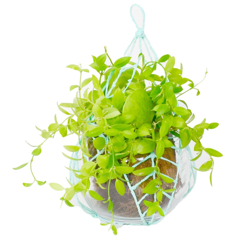 3D pen art: Hanging planter with plant in basket on white background. | stencil