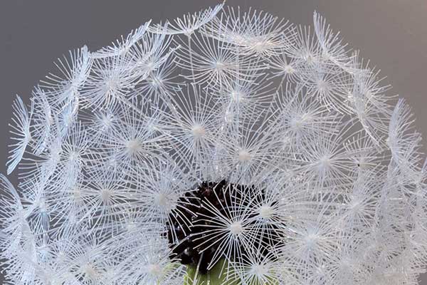 Transforming Nature into 3D Art with Cornelia Kuglmeier