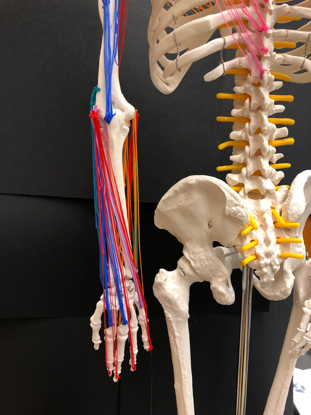 Colorful 3D pen art: human skeleton with wired details