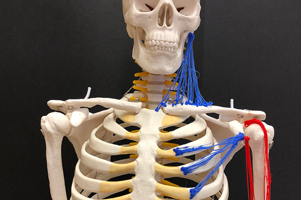 Teaching College Anatomy and Physiology with Tactile Technology