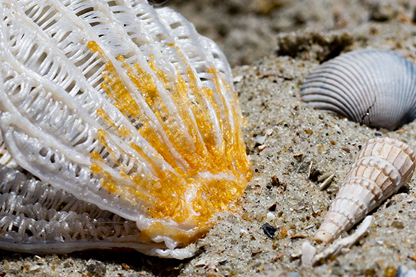 Come Out of Your Shell This Summer!