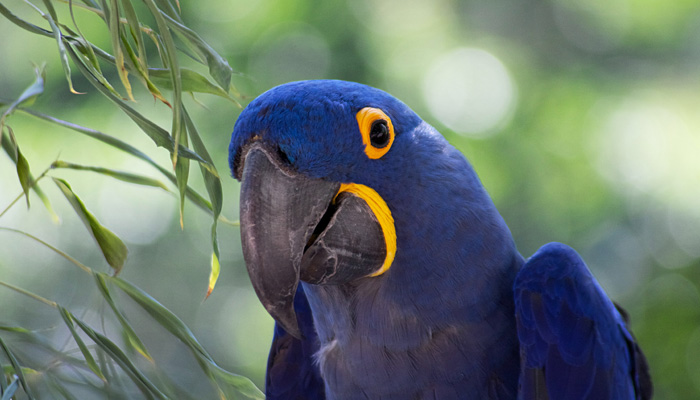 Blue and yellow parrot on a branch 3D pen art