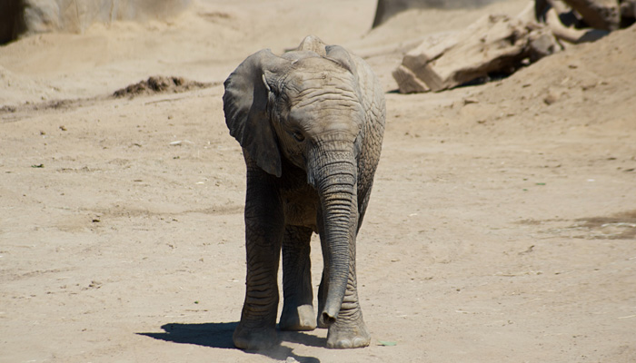 3D pen art: Baby elephant walking near rock in dirt.