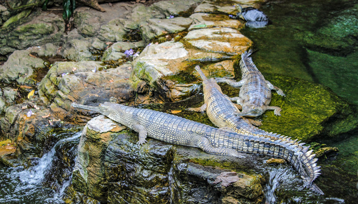 Two alligators sitting on a rock - 3D pen art