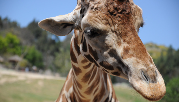Giraffe standing in grass - 3D pen art