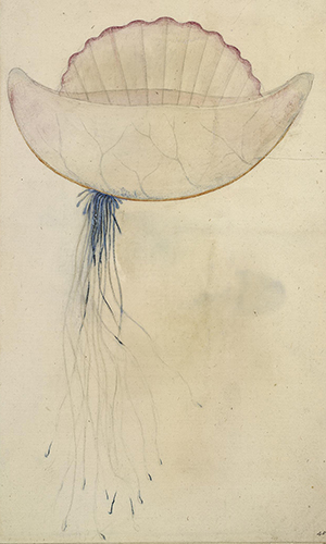 Portuguese man-of-war, by John White, sixteenth century. © The Trustees of the British Museum