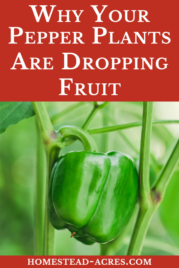 Peppers Dropping Fruit Why Baby Peppers Fall Off The