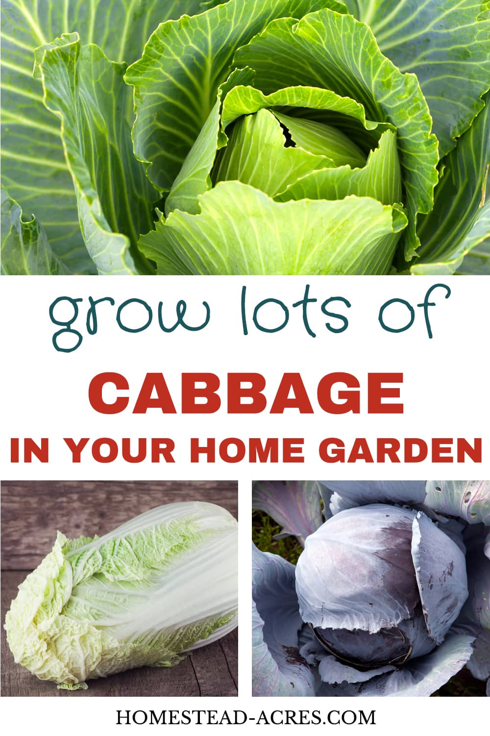 How To Grow Cabbage (Plant, Grow and Harvest) Homestead Acres