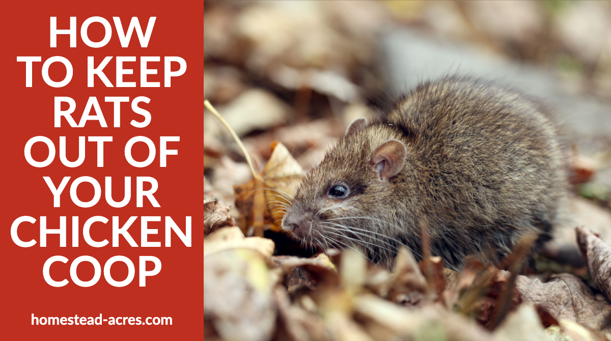 How To Keep Rats Out Of Your Chicken Coop Homestead Acres