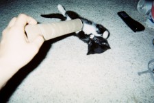 dorakitten Cat