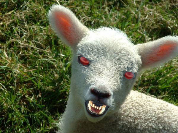 lamb Wrath of the Lamb