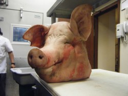 pighead