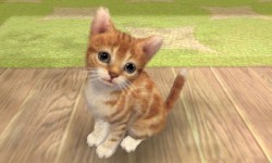 cat Cat