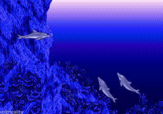 Ecco the Dolphin