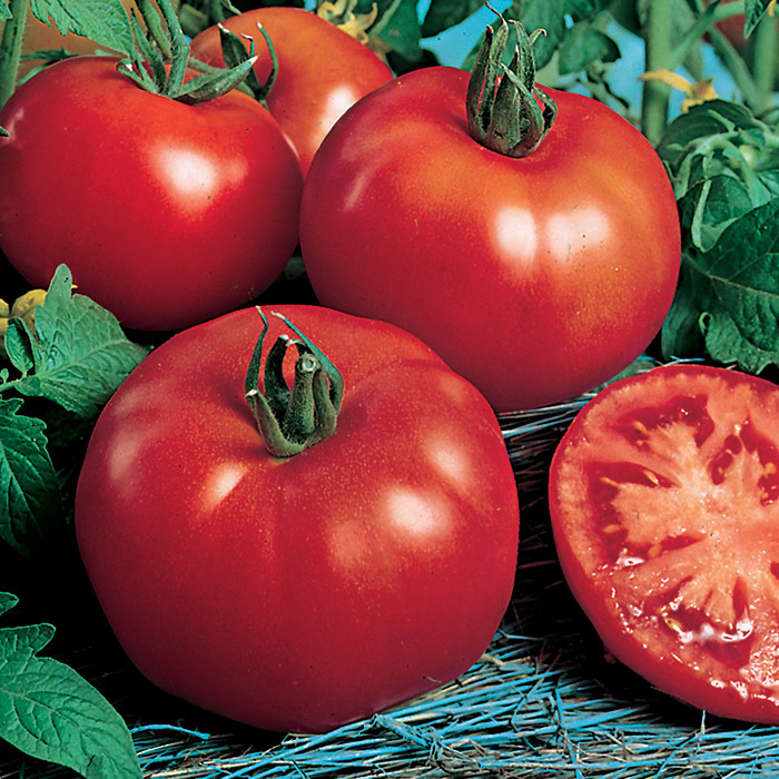 Rutgers Select Tomato, Open Pollinated Horticultural Products & Services