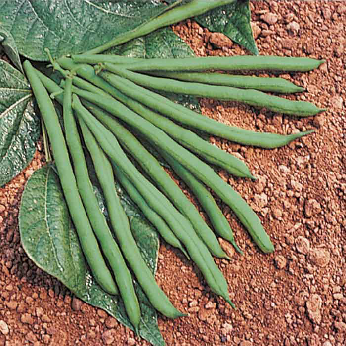 Jade 2 Bush Bean, Green Bush Horticultural Products & Services