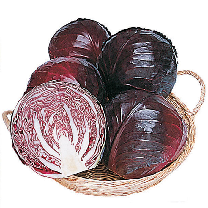 Ruby Perfection Hybrid Cabbage, Cabbage Horticultural Products & Services