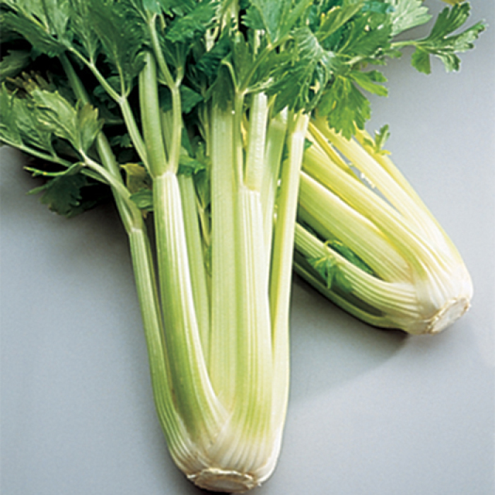 Golden SelfBlanching Celery, Celery Horticultural Products & Services