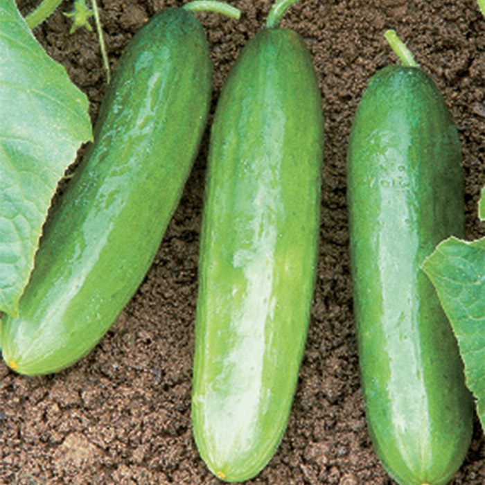 Diva Cucumber, Burpless Horticultural Products & Services