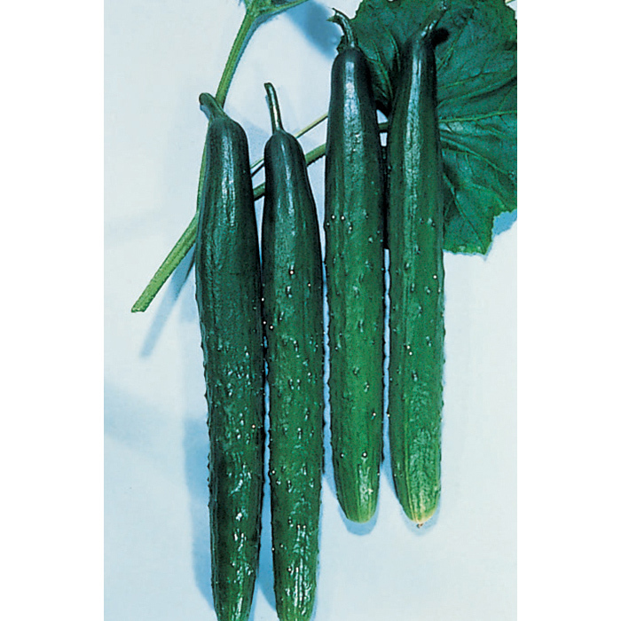 Tasty Green Hybrid Cucumber, Burpless Horticultural Products & Services