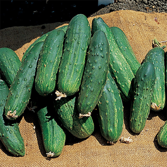 Bush Pickle Cucumber, Bush Pickling Horticultural Products & Services