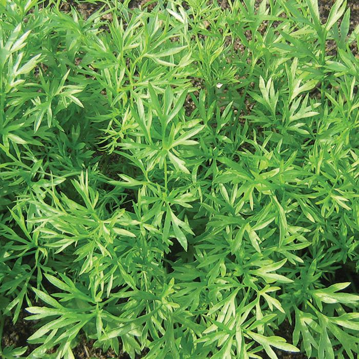 Confetti Cilantro, Annuals Horticultural Products & Services