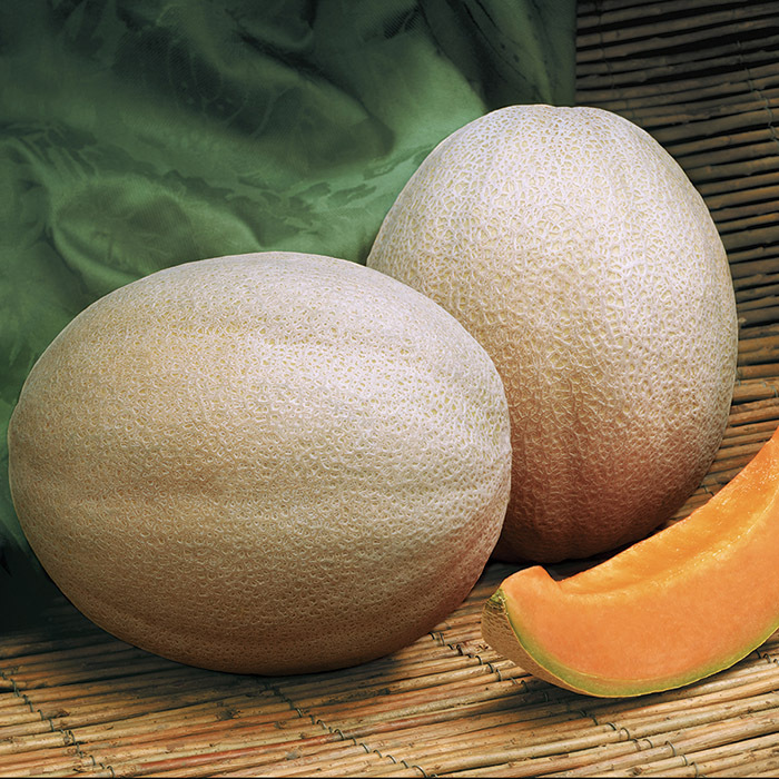 Aphrodite Hybrid Melon, Melons Horticultural Products & Services