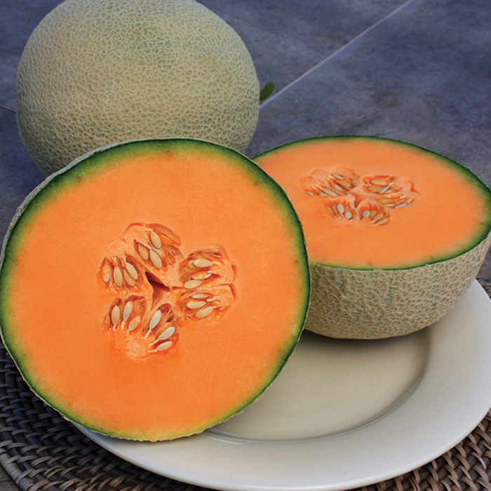 Infinite Gold Hybrid Melon, Melons Horticultural Products & Services