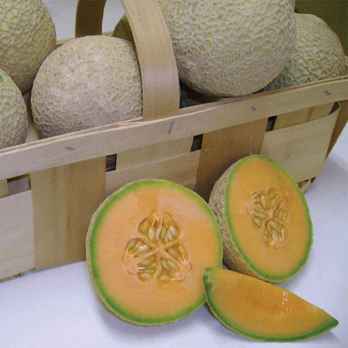 Sugar Cube Hybrid Melon, Melons Horticultural Products & Services