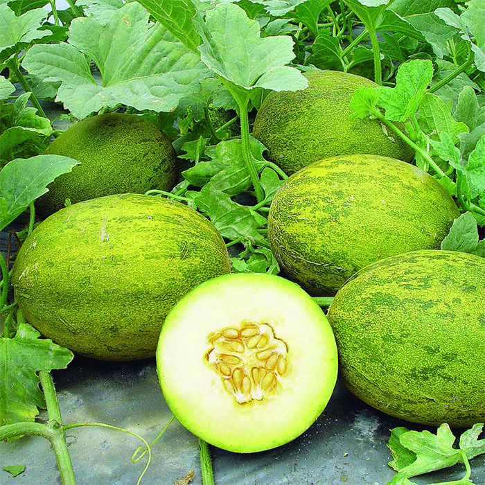 Lambkin Hybrid Melon, Melons Horticultural Products & Services