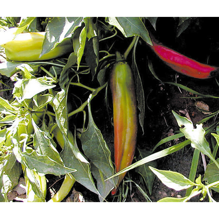 Nu Mex Big Jim Pepper, Peppers Horticultural Products & Services
