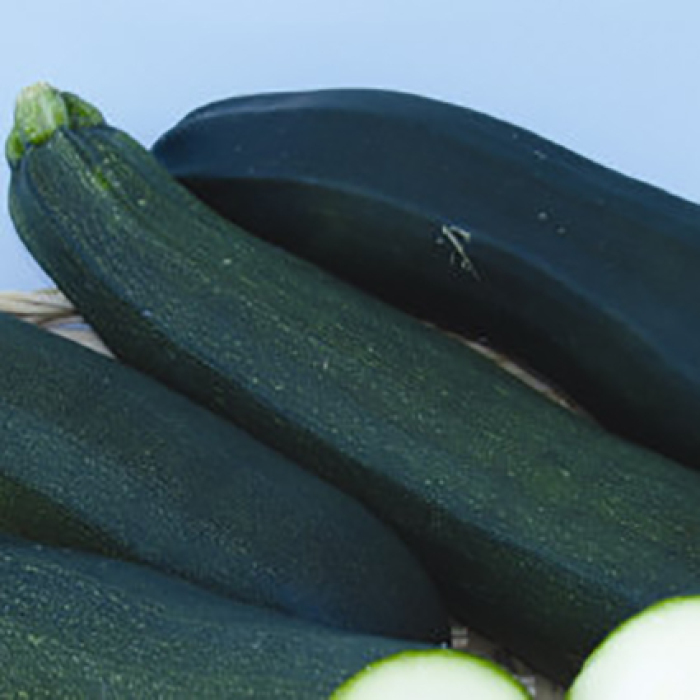 Dark Green Zucchini Squash, Summer Horticultural Products & Services