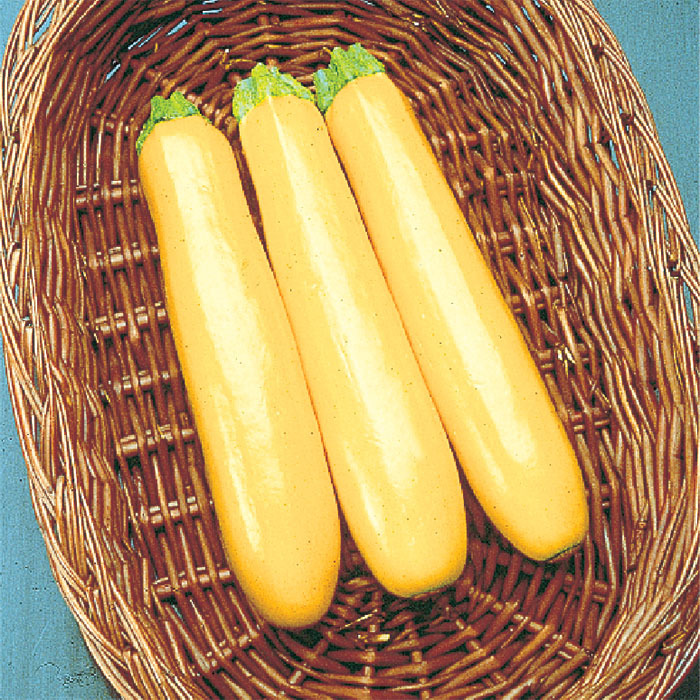Gold Rush Hybrid Zucchini, Summer Horticultural Products & Services
