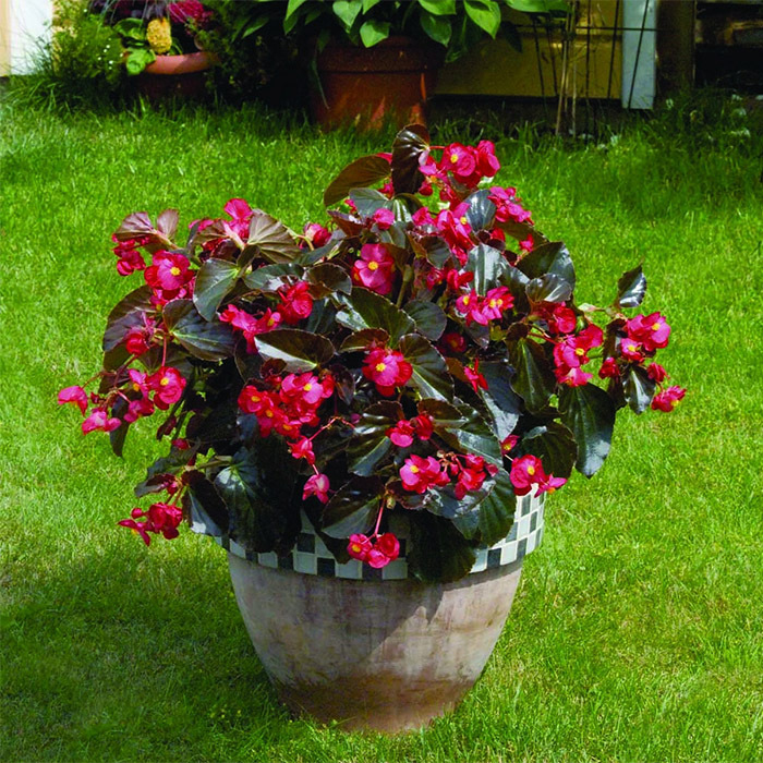 Big Red Bronze Leaf Begonia, Big Hybrid Series Horticultural Products