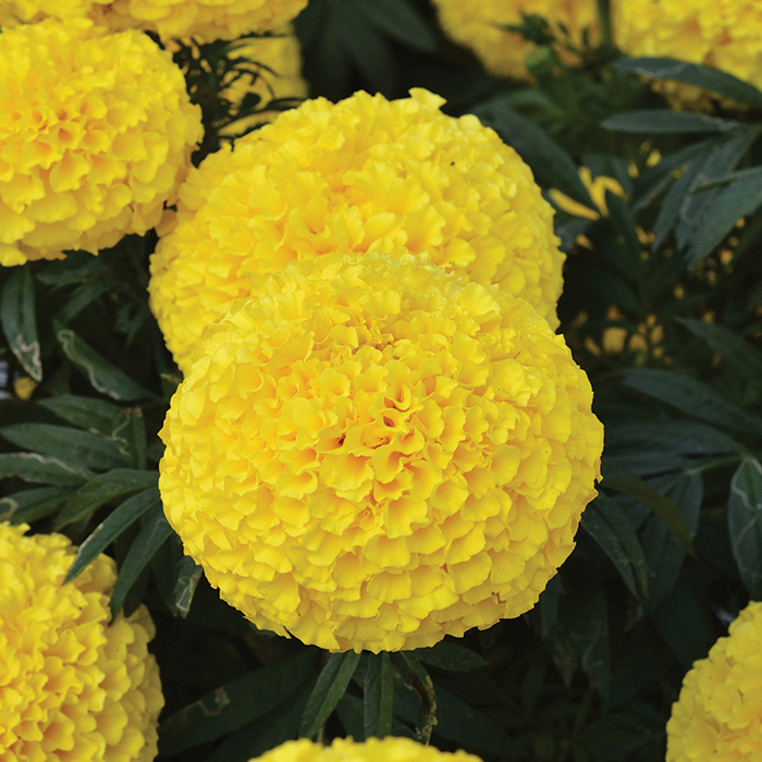 Big Duck Yellow Marigold, Marigolds Horticultural Products & Services